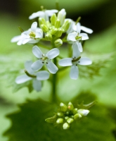 Garlic Mustard