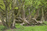 Gnarled and Twisted Trees