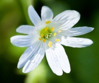 Greater Stitchwort