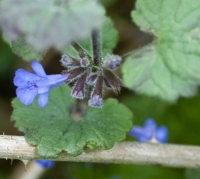 Ground Ivy