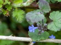 Ground Ivy