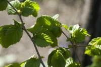 Hazel Leaves, Spring