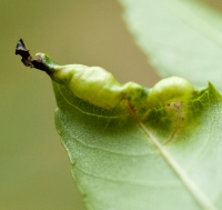 Leaf Roll by an Insect