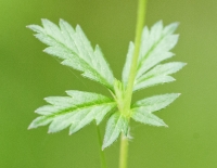Leaf Tormentil