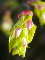 Lime Bud Opening