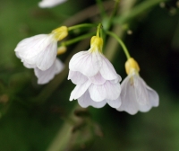 Milkmaids