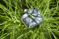 Nigella Flower