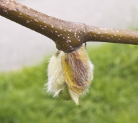 Plane Bud Bursting