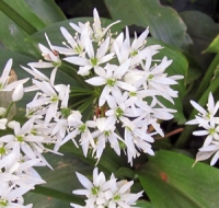 Ramson Plant