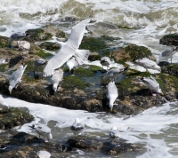 Seagulls