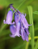 Bluebells, Shropshire