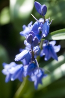 Spanish Bluebell