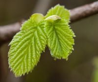 Hazel Leaf, Spring