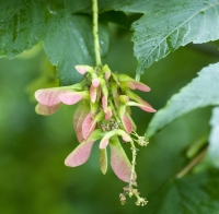 Sycamore Double Samaras