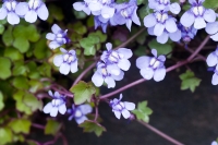 Toadflax