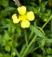 Tormentil Flowers