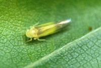 Insect on Leaf