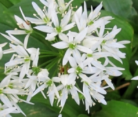 Wild Garlic Flowers