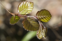 Young Beech Leaves