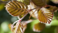 Young Beech Leaves