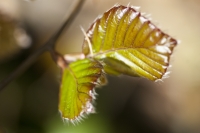 Young Beech Leaves