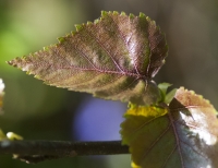 Young Birch Leaves