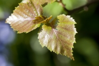 Young Birch Leaves