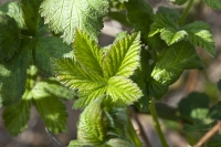 Young Bramble Leaves