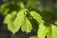 Young Hazel Leaves