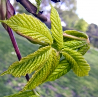 Young Horse Chestnut Leaf