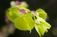 Young Lime Leaves