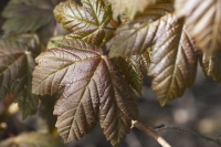 Young Sycamore Leaves