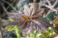 Young Sycamore Leaves