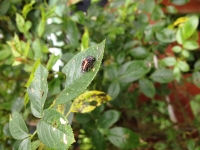 Harlequin Ladybird Larvae