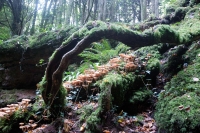 Fungus and Moss