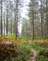 Autumnal Woodland Path