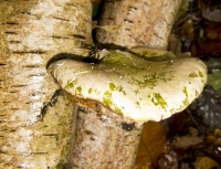 Bracket Fungus on Birch