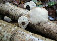 Bracket Fungus