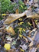 Leaf Litter