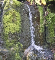 Moss and Water