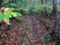 Track in Autumn