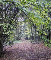 Woodland Path in Autumn