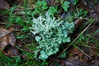 Lichen and Moss