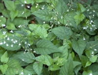 Enchanter's Nightshade