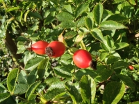 Rose Hips