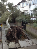 Fallen Tree