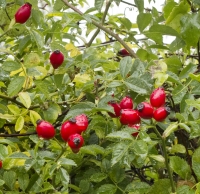 Rose Hips