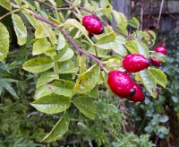 Rose Hips in the Rain