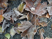 Frosted Leaves