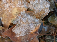 Frosty Leaves